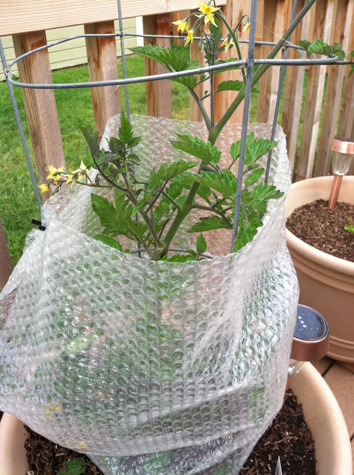 Bubble Wrap Plant Insulation