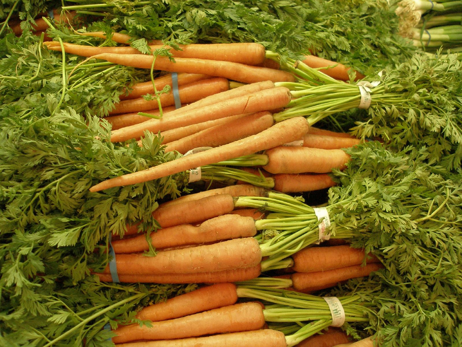 Food Scraps into New Vegetables